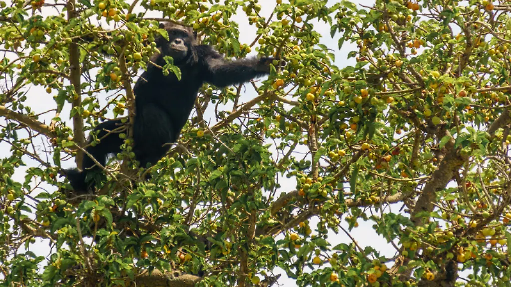 Archivbild-vom-15-09-2017-Nur-zur-redaktionellen-Verwendung-durch-Themendienst-Bezieher