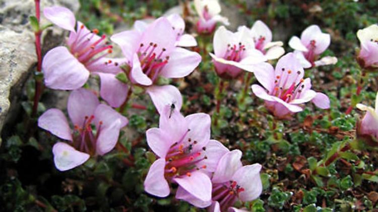 Der Gegenblättrige Steinbrech: In den Walliser Alpen hat er den Höhenrekord aufgestellt. Jede Nacht friert der Steinbrech ein.