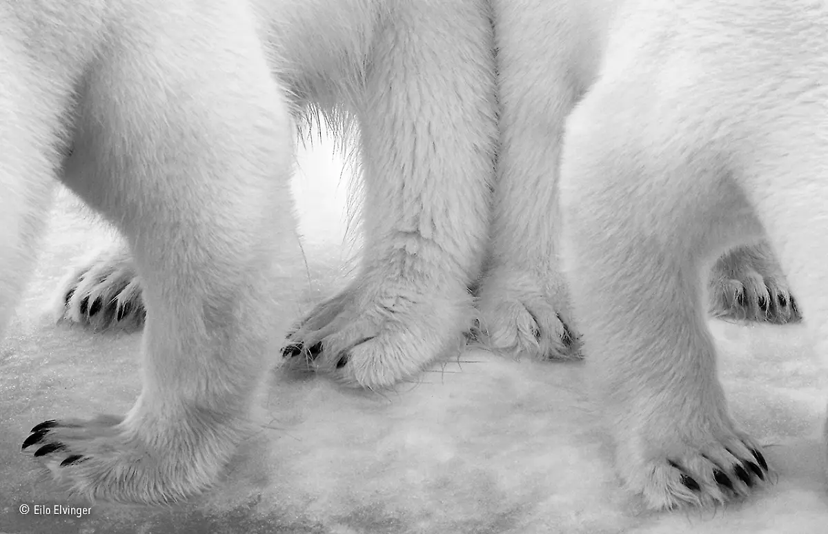 Polar-pas-de-deux-Eilo-Elvinger-Wildlife-Photographer-of-the-Year