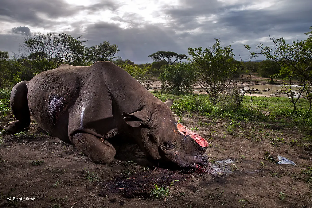 Memorial-to-a-species-Brent-Stirton-Wildlife-Photographer-of-the-Year