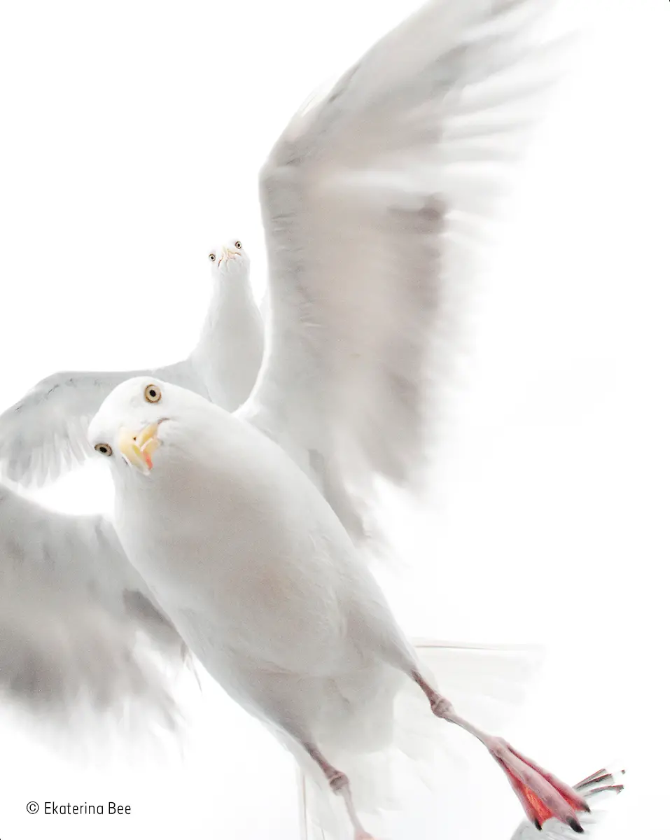 In-the-grip-of-the-gulls-Ekaterina-Bee-Wildlife-Photographer-of-the-Year