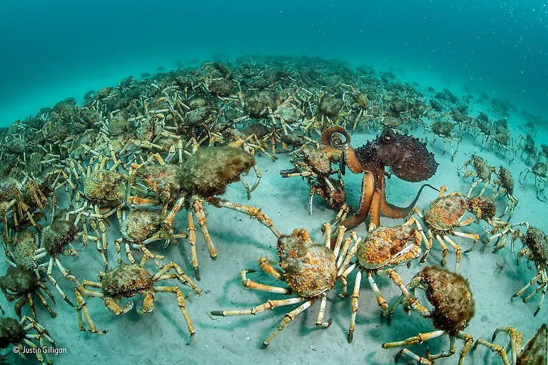 Crab-surprise-Justin-Gilligan-Wildlife-Photographer-of-the-Year