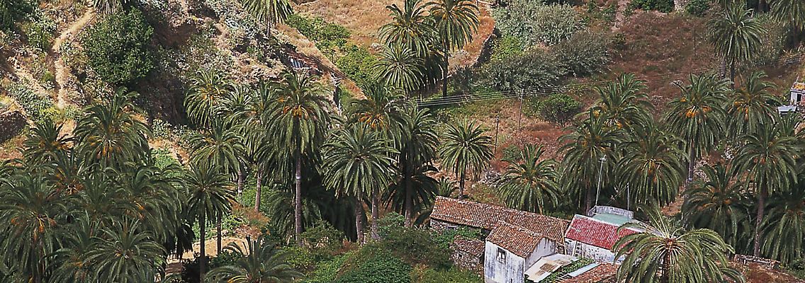 Kräftige Steigungen sind auf La Gomera nichts Ungewöhnliches - selbst die Palmen wachsen oft auf hügeligem Untergrund.