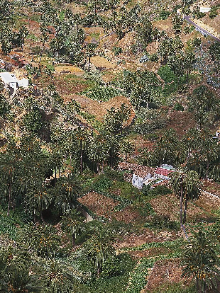 Kräftige Steigungen sind auf La Gomera nichts Ungewöhnliches - selbst die Palmen wachsen oft auf hügeligem Untergrund.