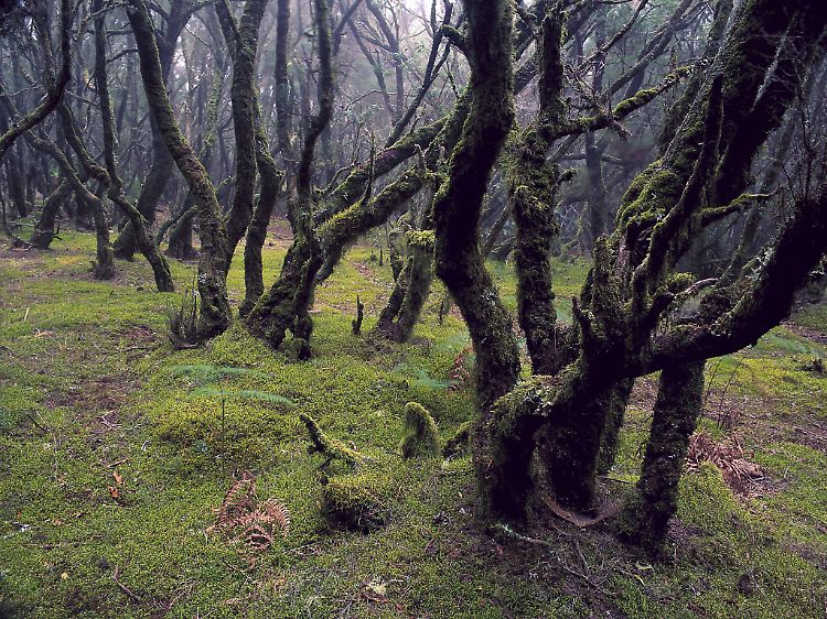 Wegen der hohen Luftfeuchtigkeit sind viele Baumstämme von Moosen überzogen - der Nationalpark rund um den Garajonay gehört seit 1986 zum Unesco-Weltnaturerbe.