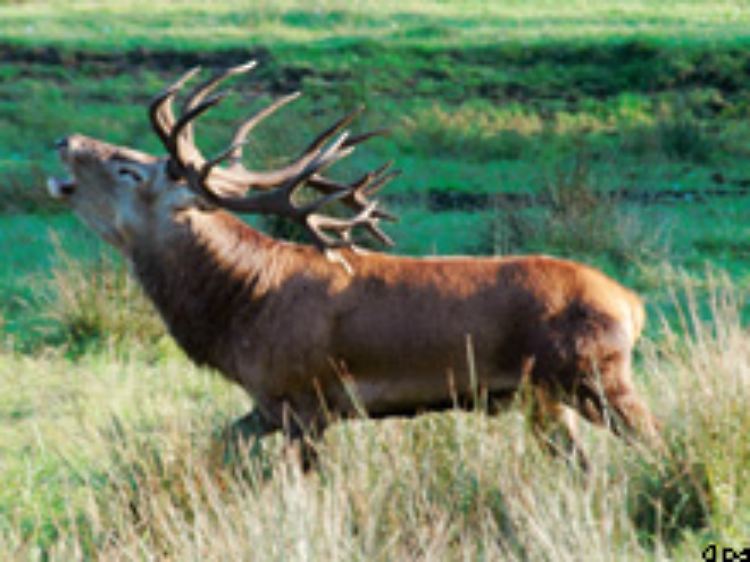 Wildtiere legen sich für die kalten Monate ein längeres Fell zu. Im Vergleich zum Rest des Jahres ...