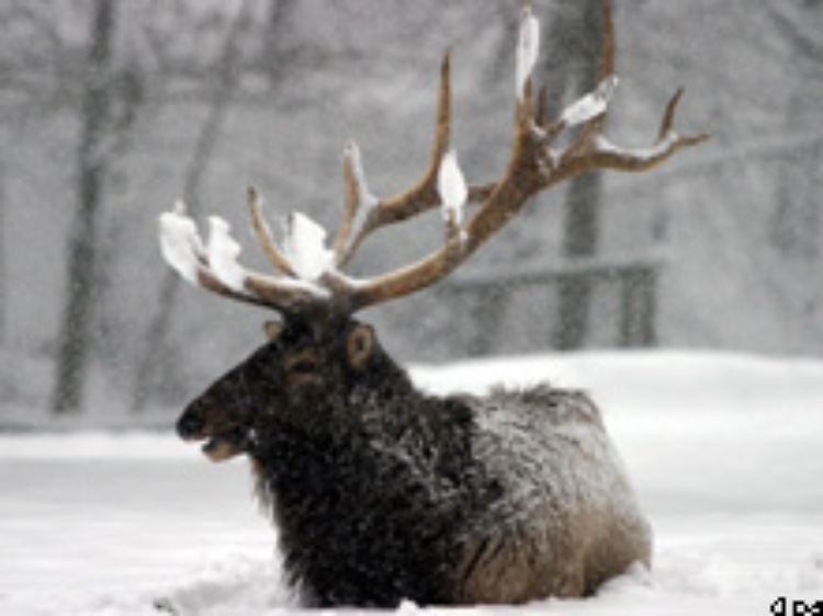 ... kann das Fell des Rothirsches im Winter doppelt so lang sein.