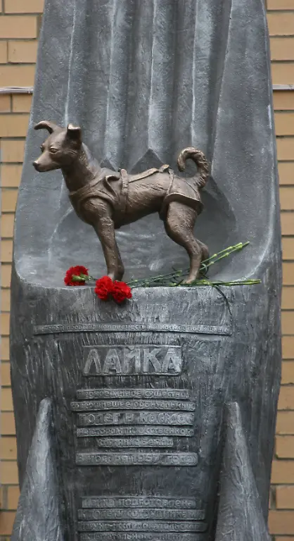 Laika2