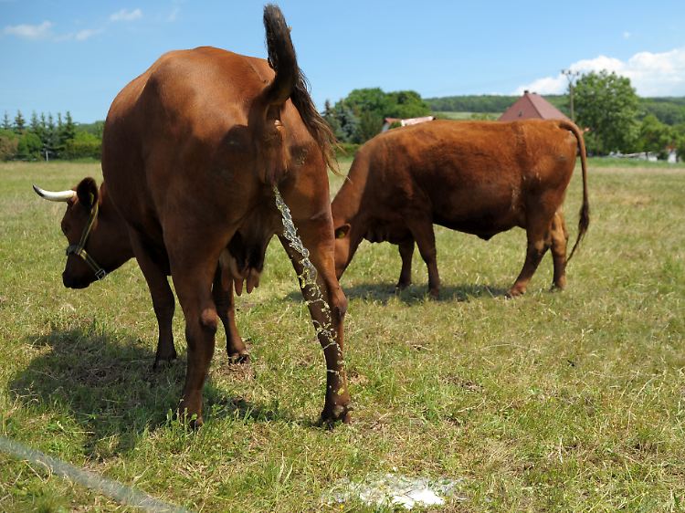 Gülle als Ursache für die Infektionen ist derzeit eine Überlegung - die Bauern weisen dies zurück.