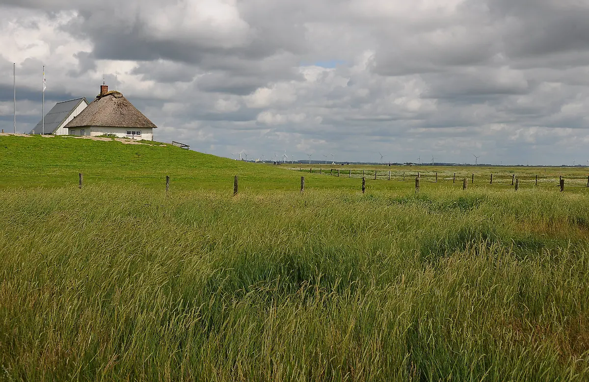 salzwiesen-hamburger