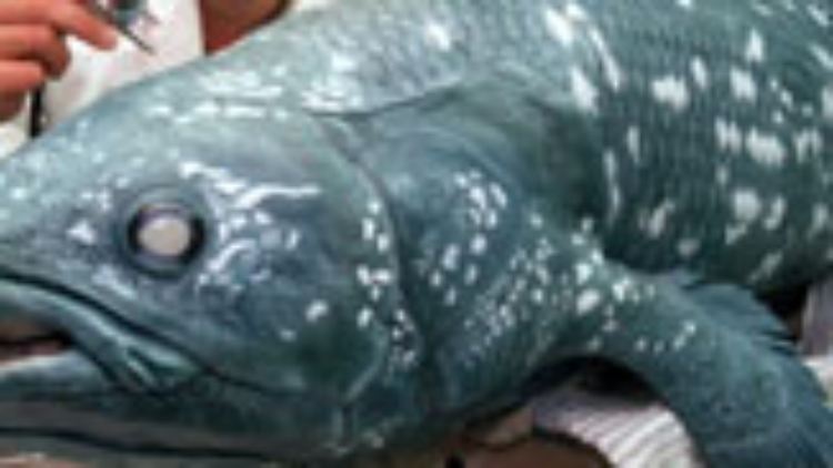 Modell eines Coelacanth latimeria menadoensis
