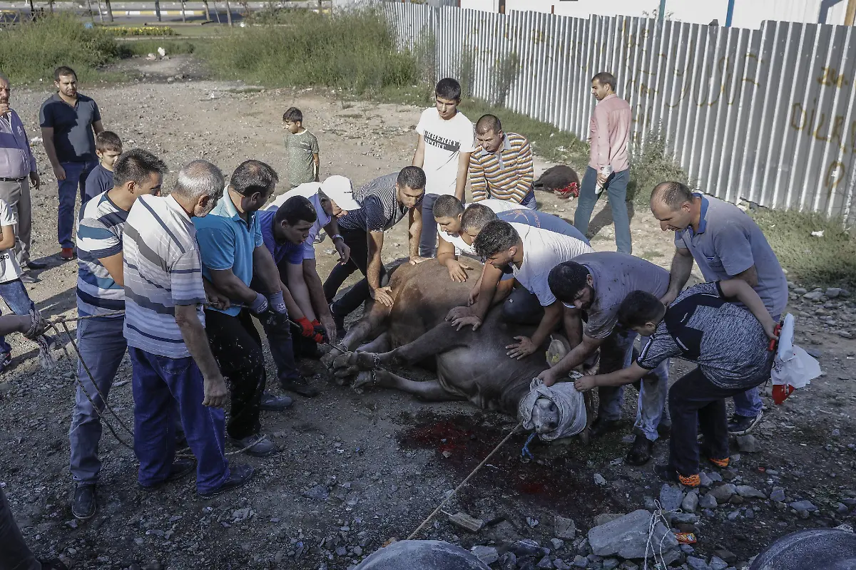 114674f1c0a628510b59aa3fd95f597e