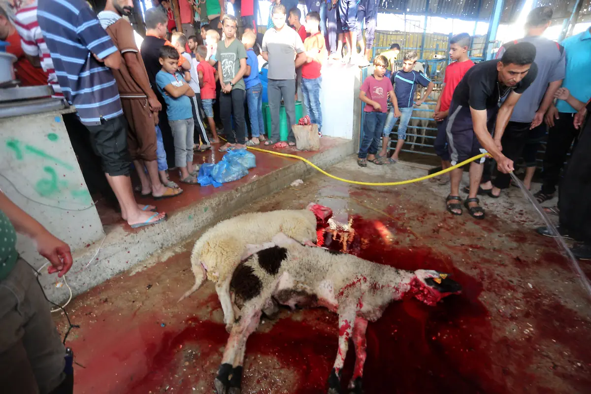 e15f721b85e46472de0cdb38e97019d8