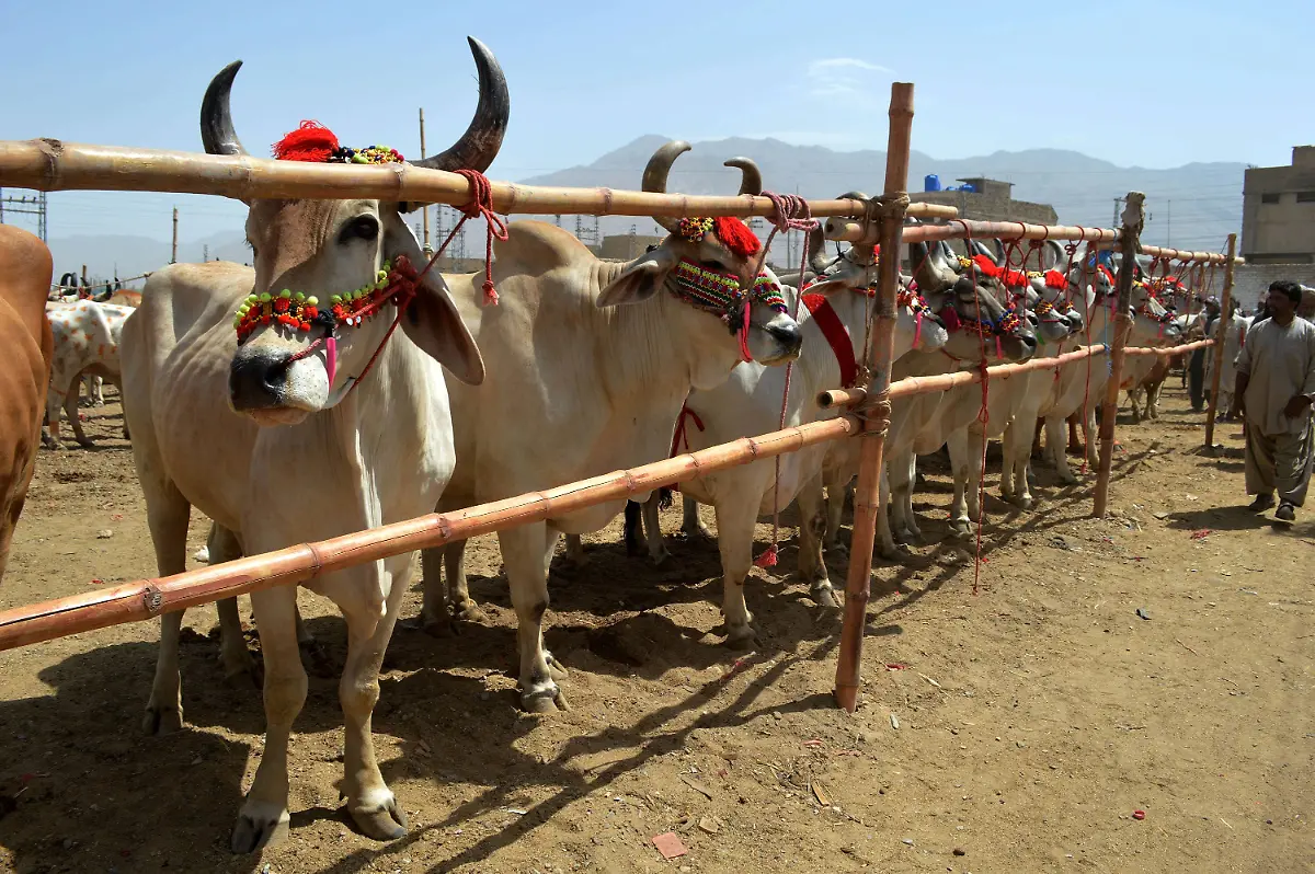 638849e47af334bc4d267f754f1f17c4