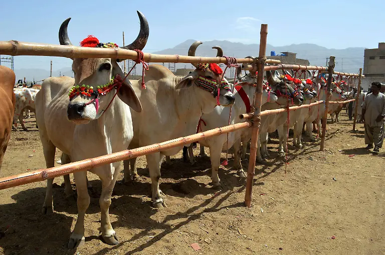 638849e47af334bc4d267f754f1f17c4