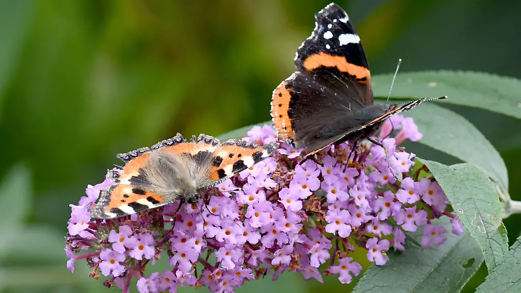 8a85b7efe10824188fa214c60d085baa