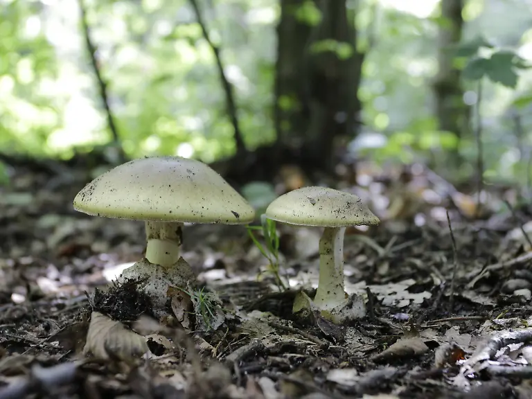 gruener-knollenblaetterpilz