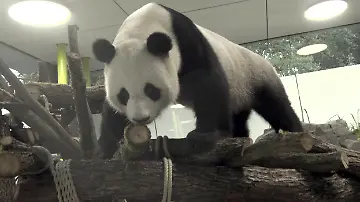 Panda-Diplomatie in Berlin: Ein Jahr fressen und schlafen im Berliner Zoo -  ntv.de