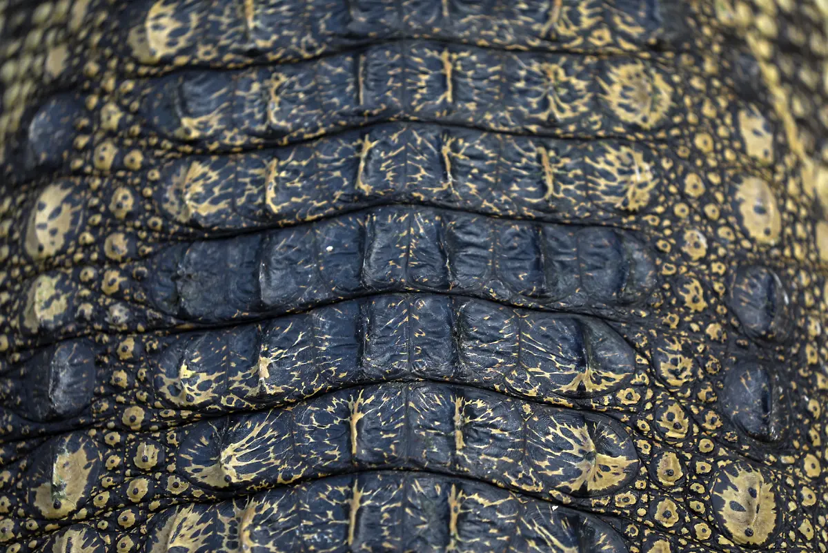 a81085534f792722bf4bc3302abba69b