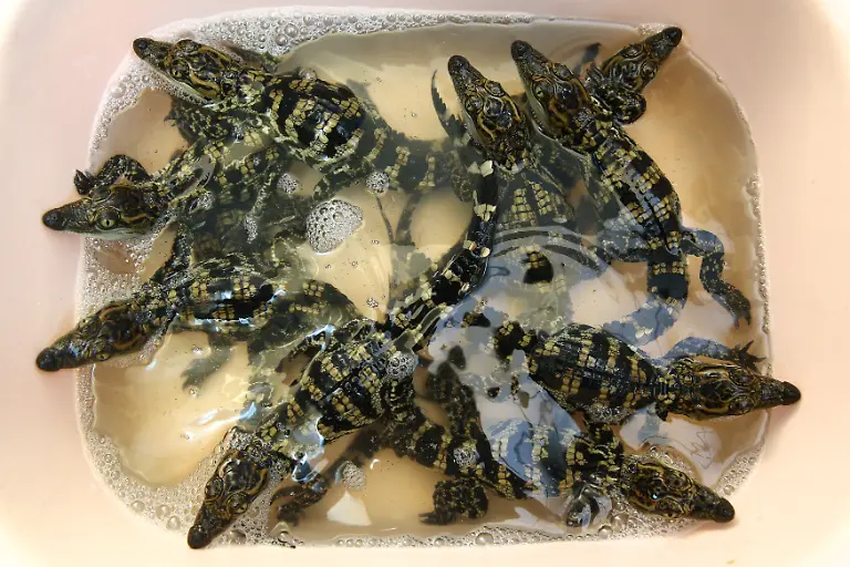 dab6a3b17b0dda14fceb45d344a5a02d