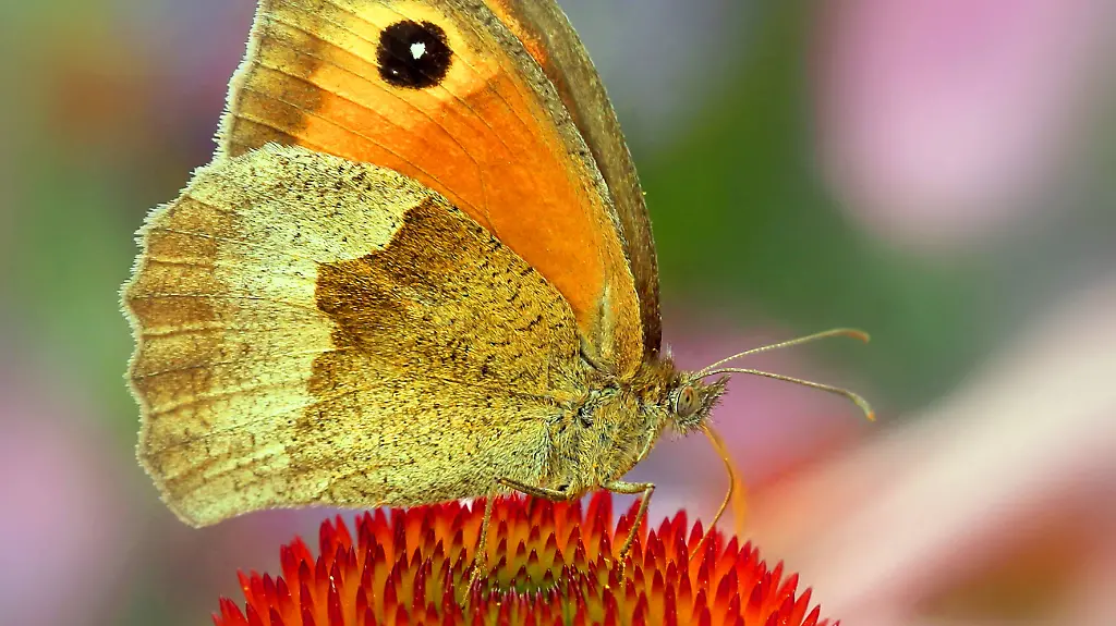 ff01401af2ff80e112c5ebc983f79d71