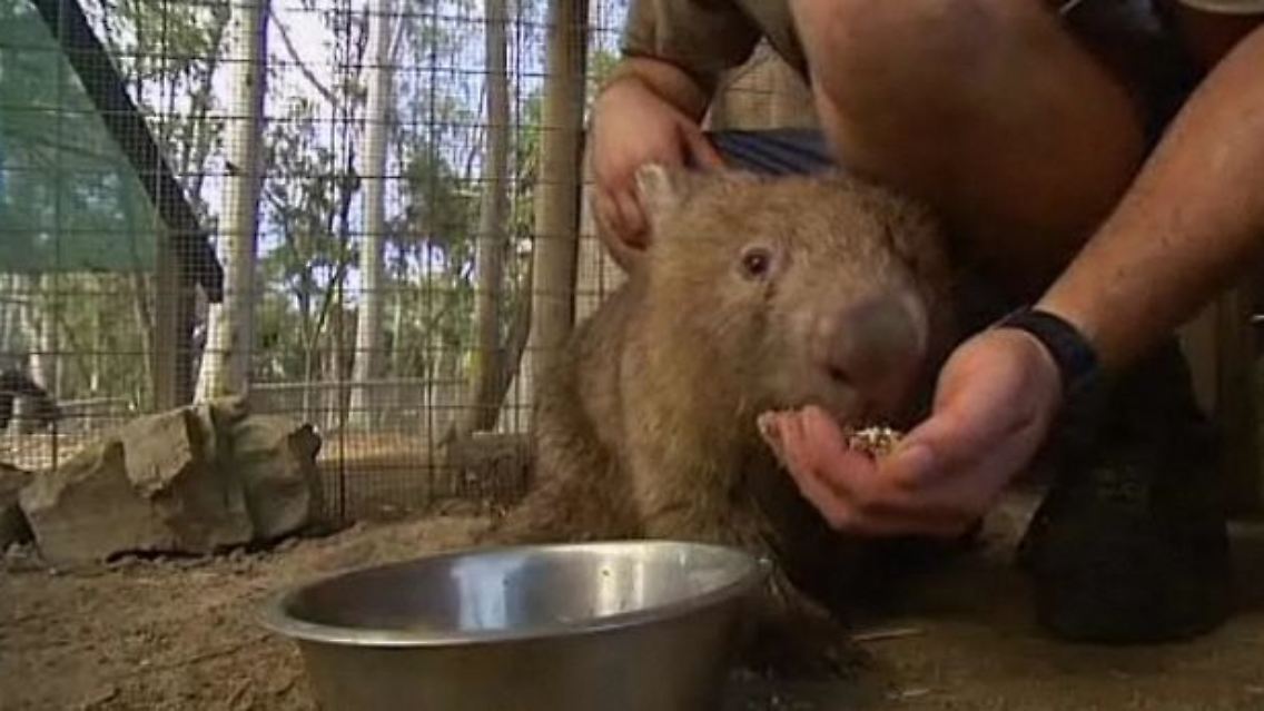 Wombat.jpg