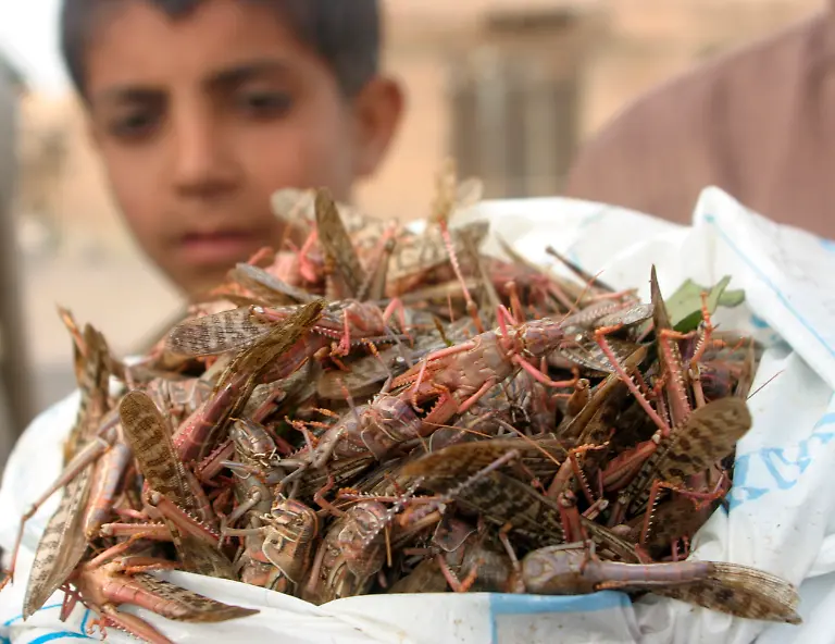 heuschrecken-selbst-gefangen