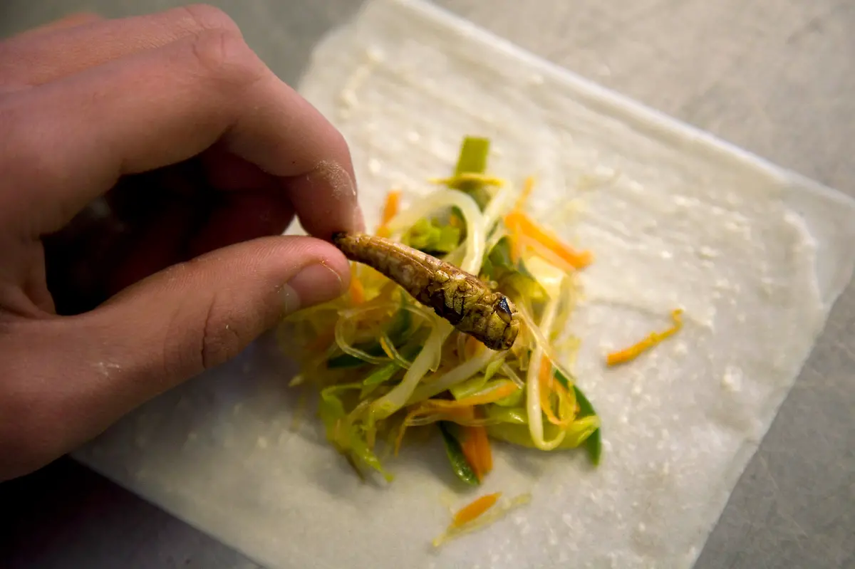 Sommerrollen-Grashuepfer