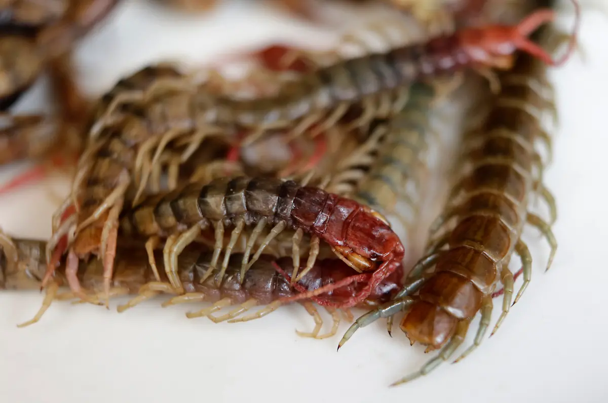 hundertfuessler-mexiko