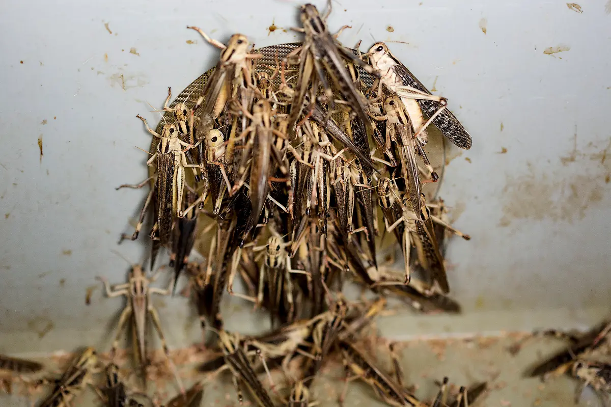 heuschrecken-fuer-verzehr