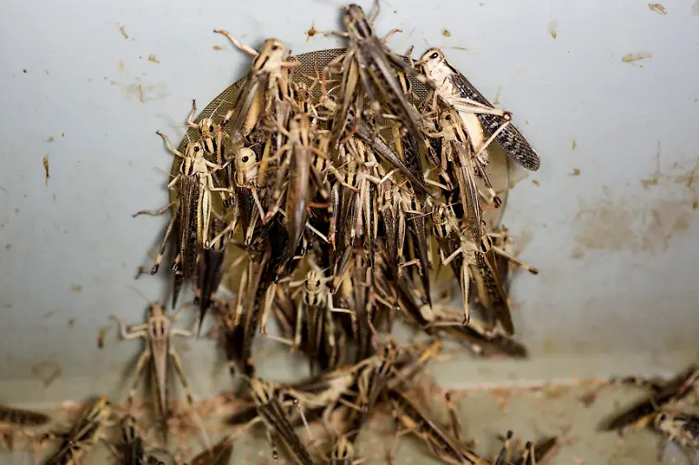 heuschrecken-fuer-verzehr
