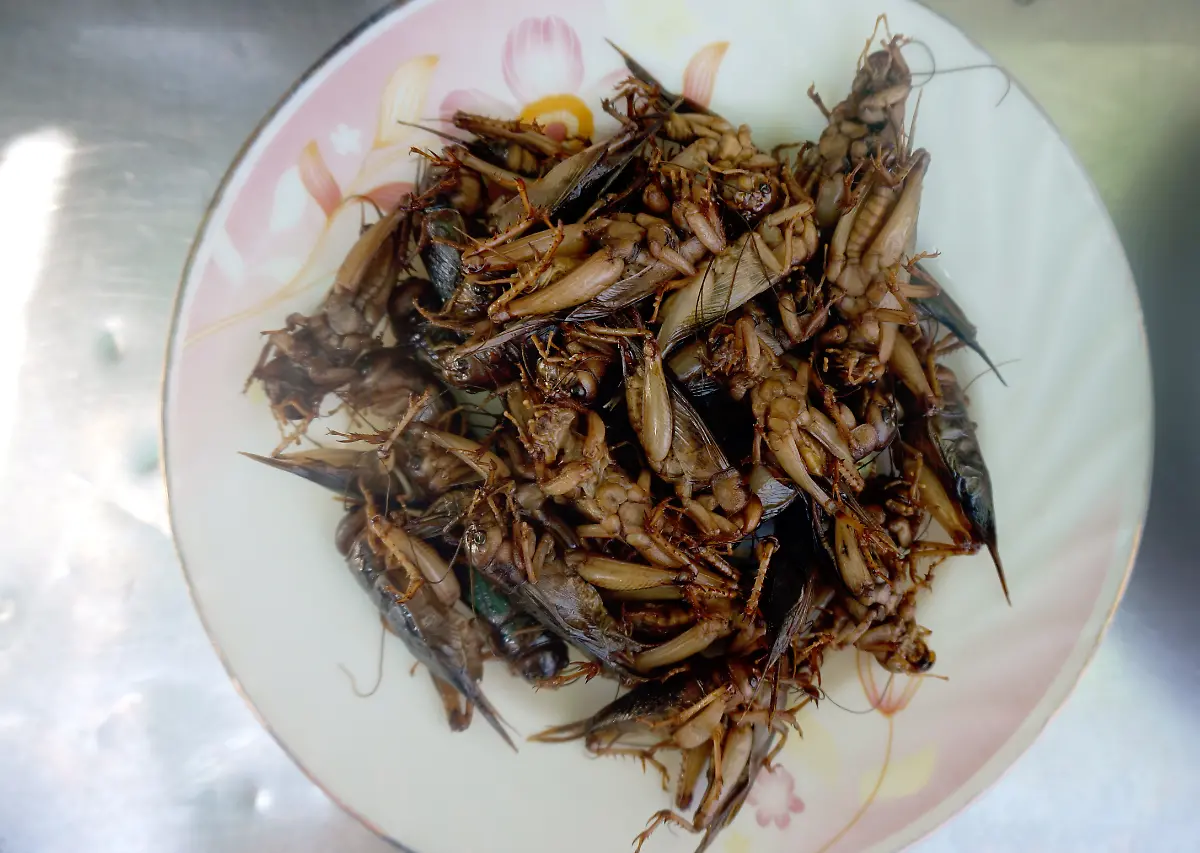 Grillen-Kambodscha-fertig