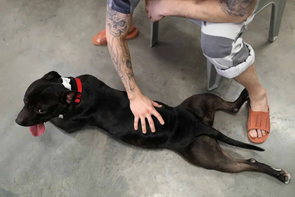 a32b57ea6629ec7441b251fb0e66473d