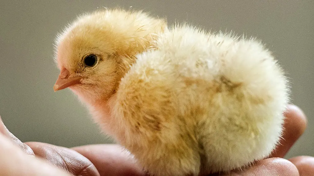 29d8465edb307df7a7f0f6c02dc1bacb