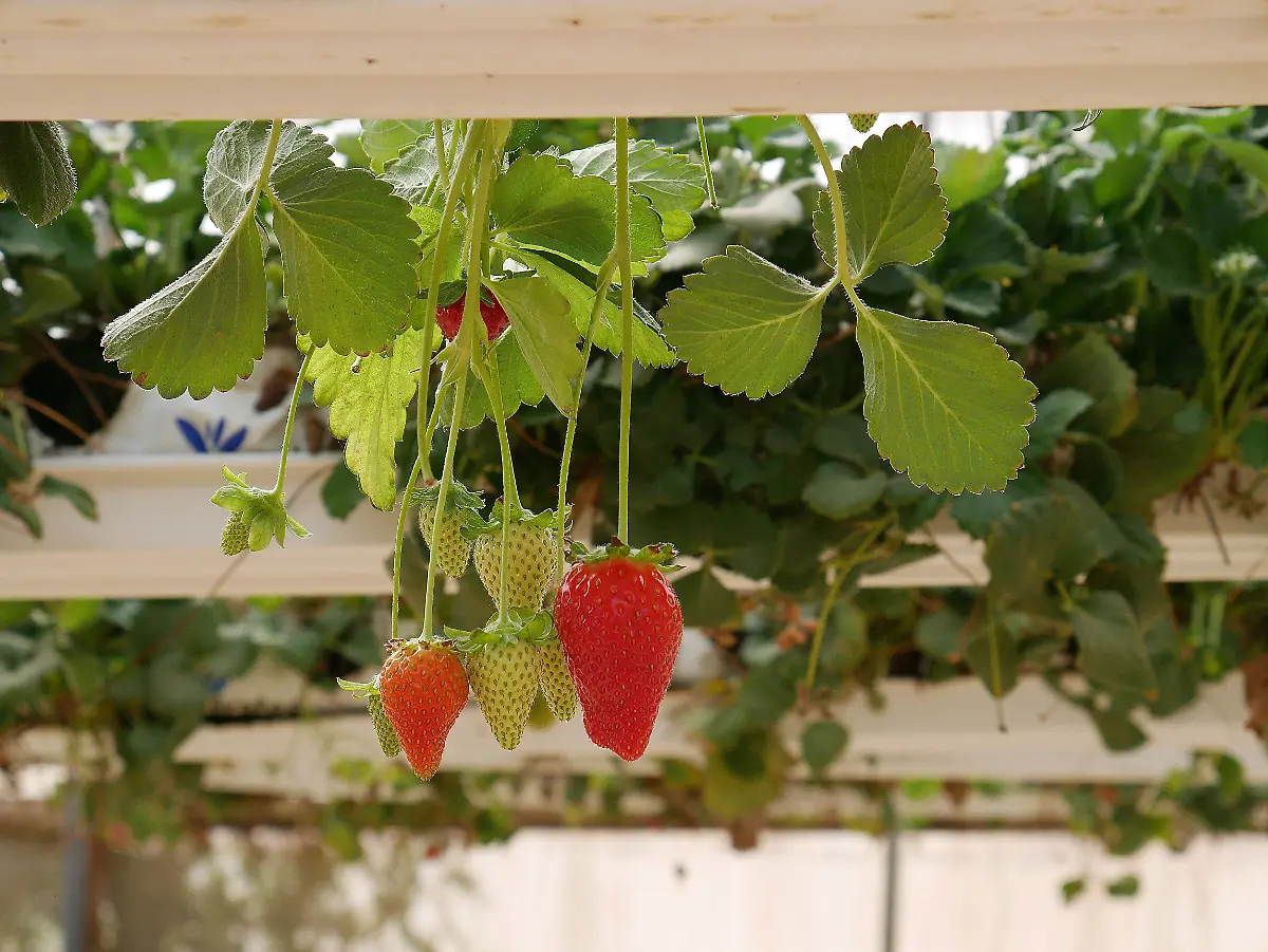 kultivierung-pflanzen