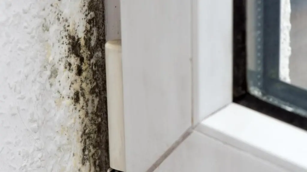 Schimmel-in-der-Wohnung