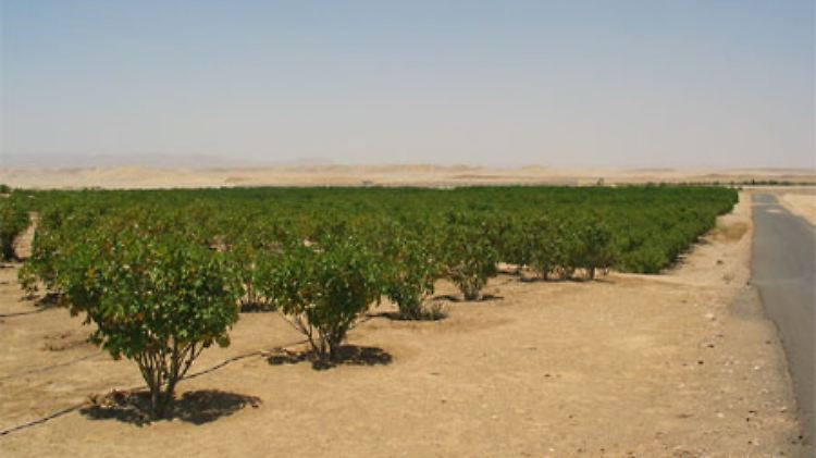 Jatropha-Pflanzen in der ägyptischen Wüste