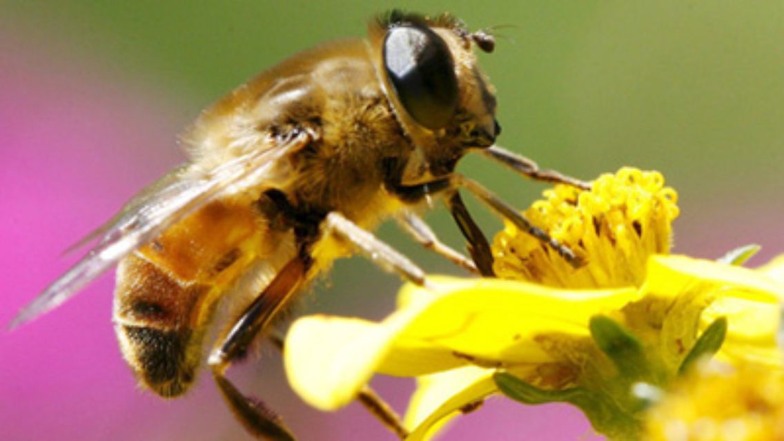 Das machen sich harmlose Tiere zu Nutze, in dem sie das Aussehen gefährlicher Arten imitieren. Die Schwebfliege zum Beispiel ist erst auf den zweiten Blick von einer Wespe zu unterscheiden. Das hält Angreifer fern.