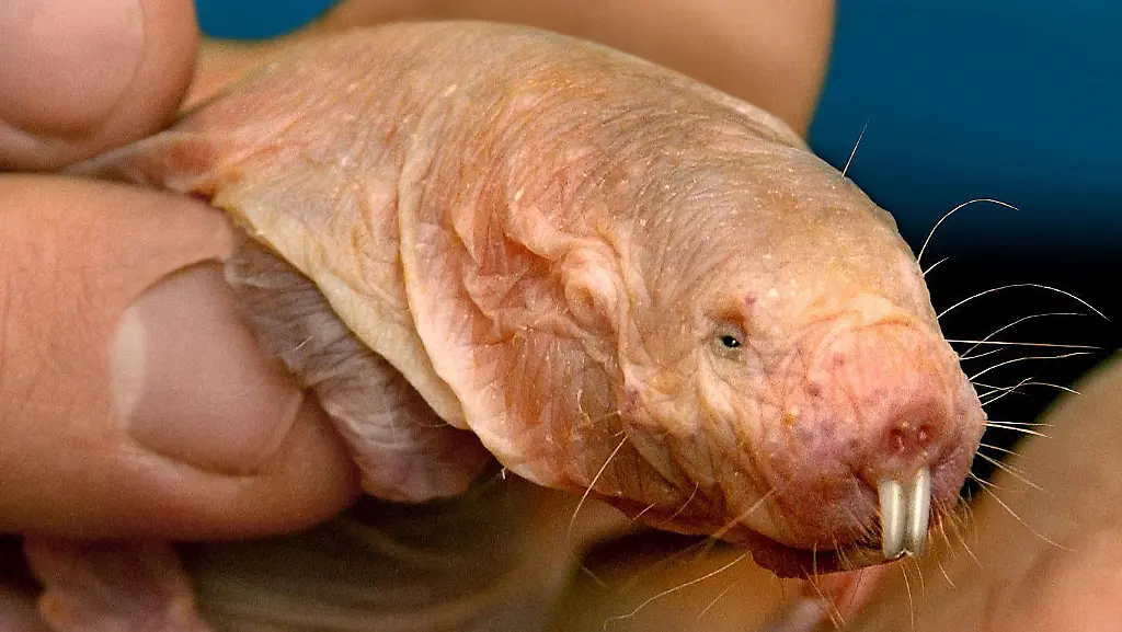 1eadd8d19f0e9ccb321221962727433a