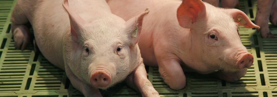 Stroh lernen die Tiere in der Massenhaltung nicht mehr kennen.
