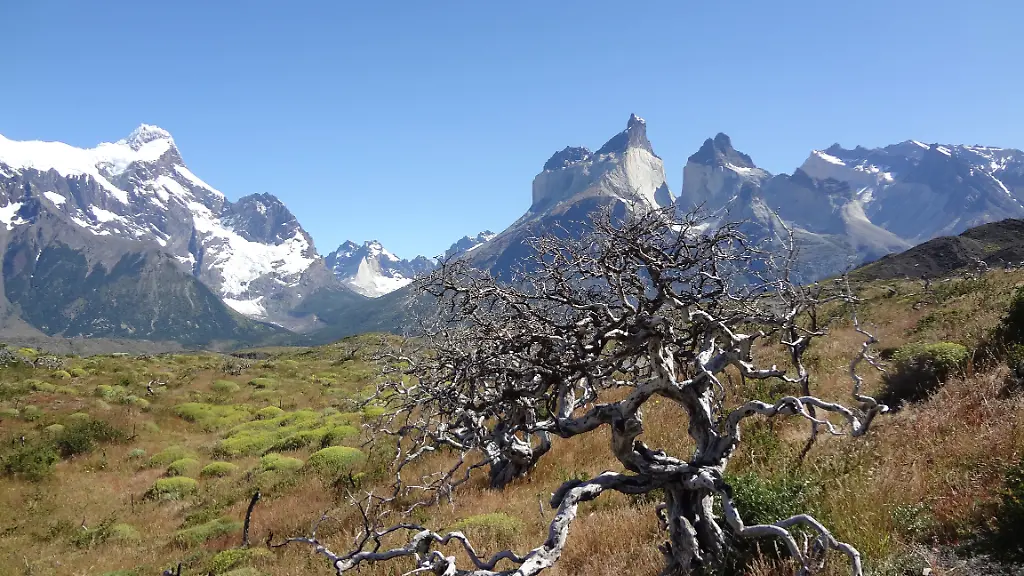 Verkohlter-Baum-vor-den-Hoernern-Viktor-Coco