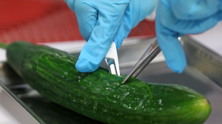 Unter Verdacht: Im Labor wird eine Gurke für die Untersuchung auf verotoxinbildende E. coli-Bakterien vorbereitet, zu denen der lebensbedrohlichen Darmkeim EHEC gehört.
