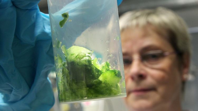 Eine Biologin bereitet Gurkenproben für die Untersuchung auf verotoxinbildende E. coli-Bakterien vor, zu denen der lebensbedrohlichen Darmkeim EHEC gehört.