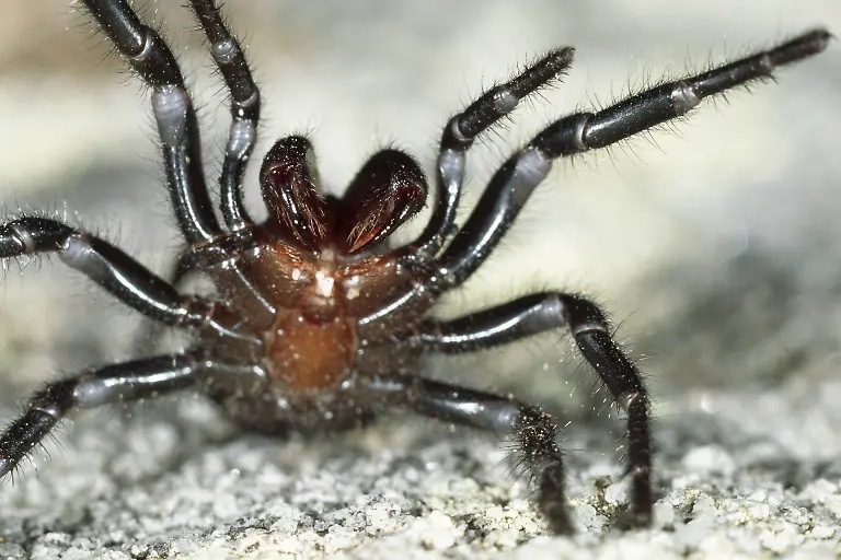 Trichternetzspinne3