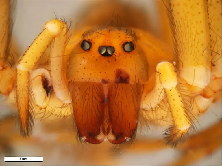 Loxosceles-laeta-35789