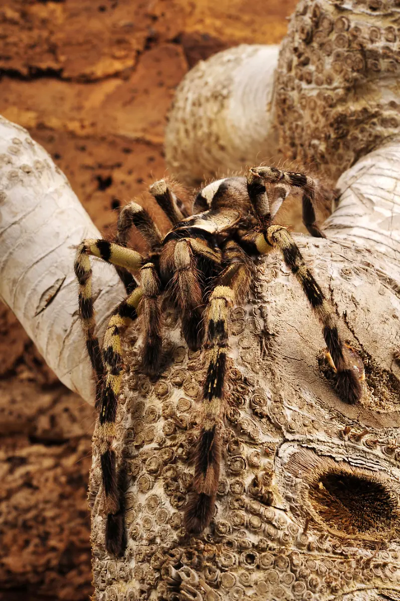 Poecilotheria3
