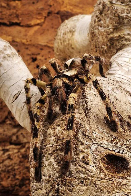 Poecilotheria3