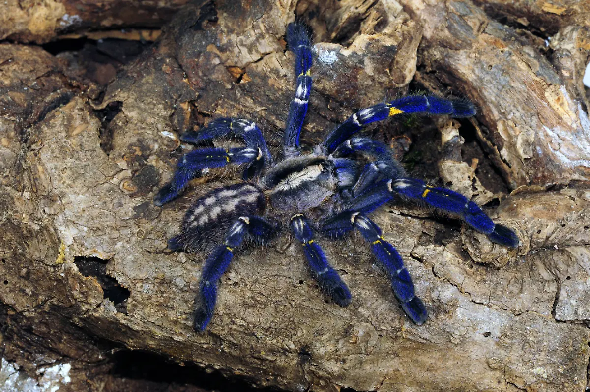 Poecilotheria2