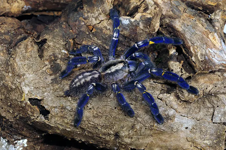 Poecilotheria2