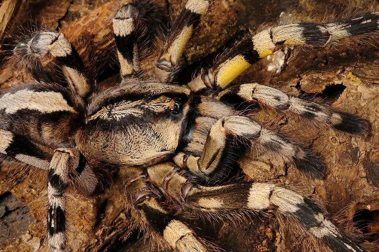 Poecilotheria